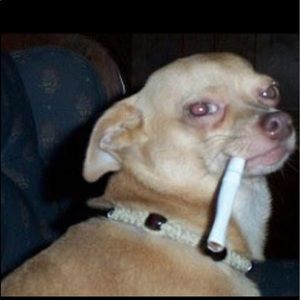 Meet your Posher, Gilberto